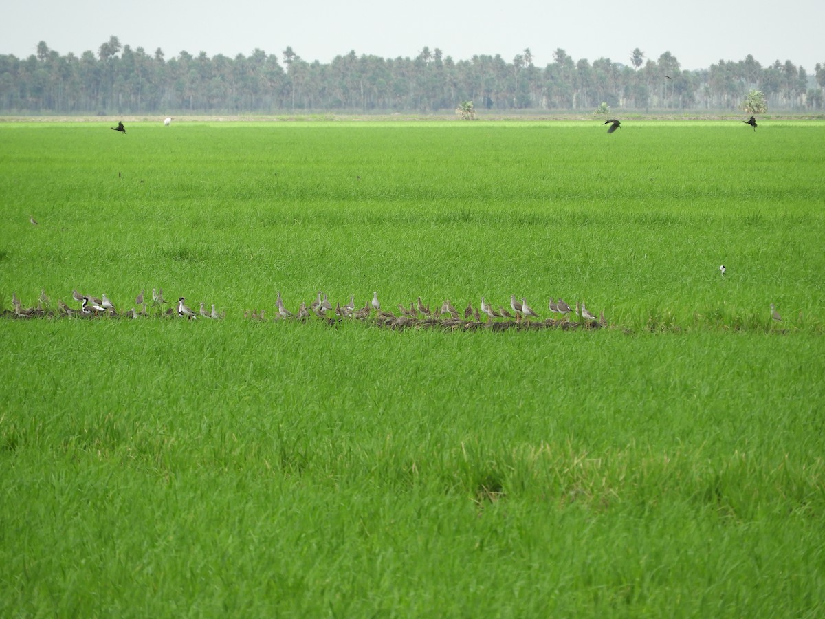 Pectoral Sandpiper - ML80237361