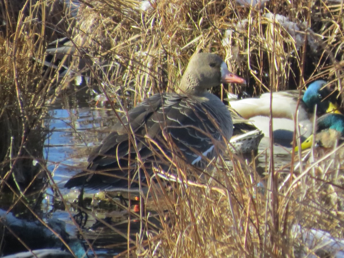 Greater White-fronted Goose - ML80237441