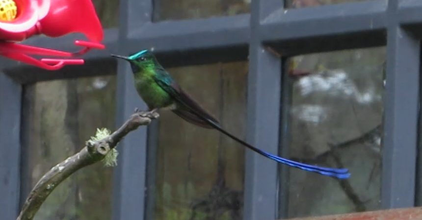 Long-tailed Sylph - ML80237701