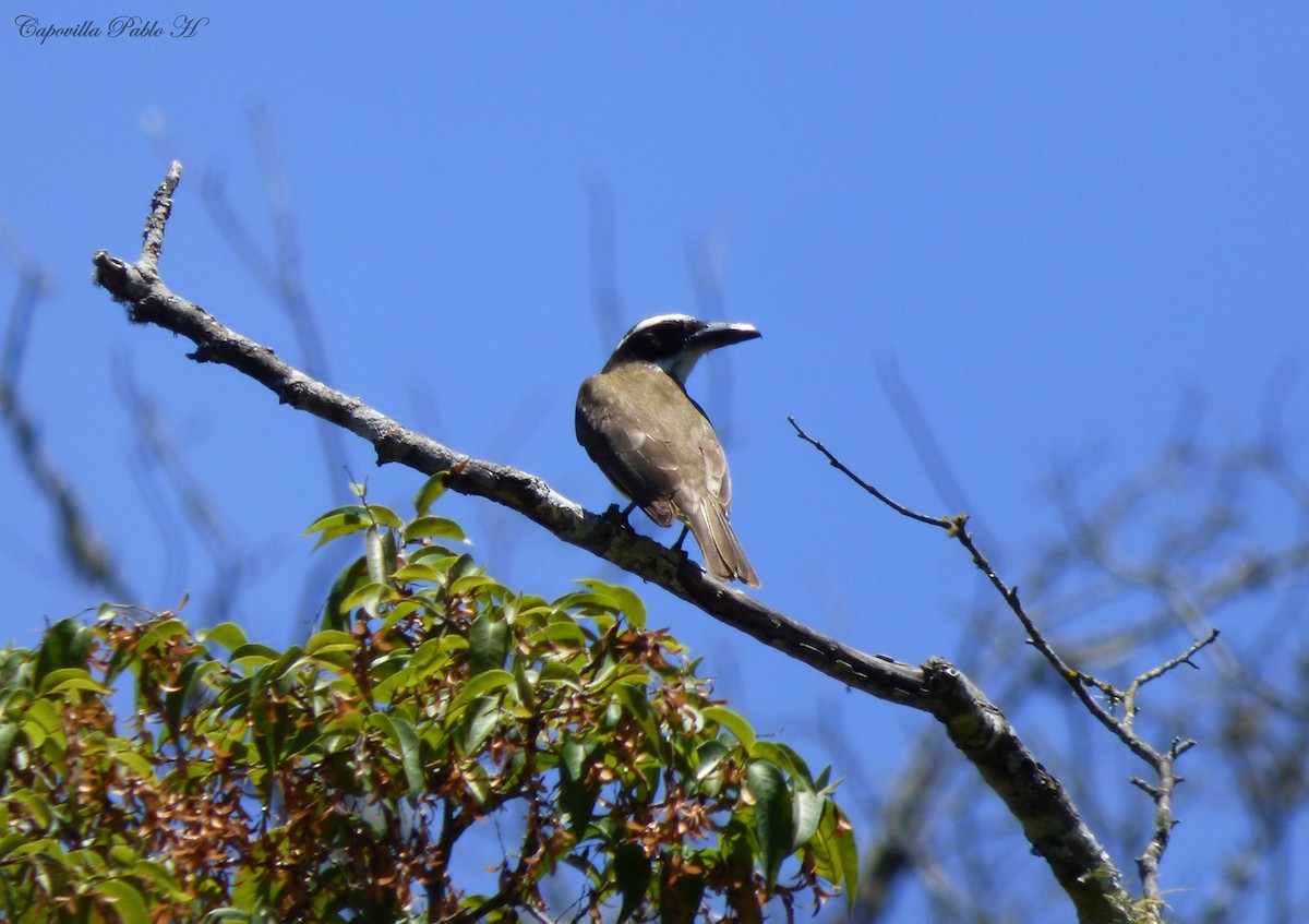 Boat-billed Flycatcher - ML80238401