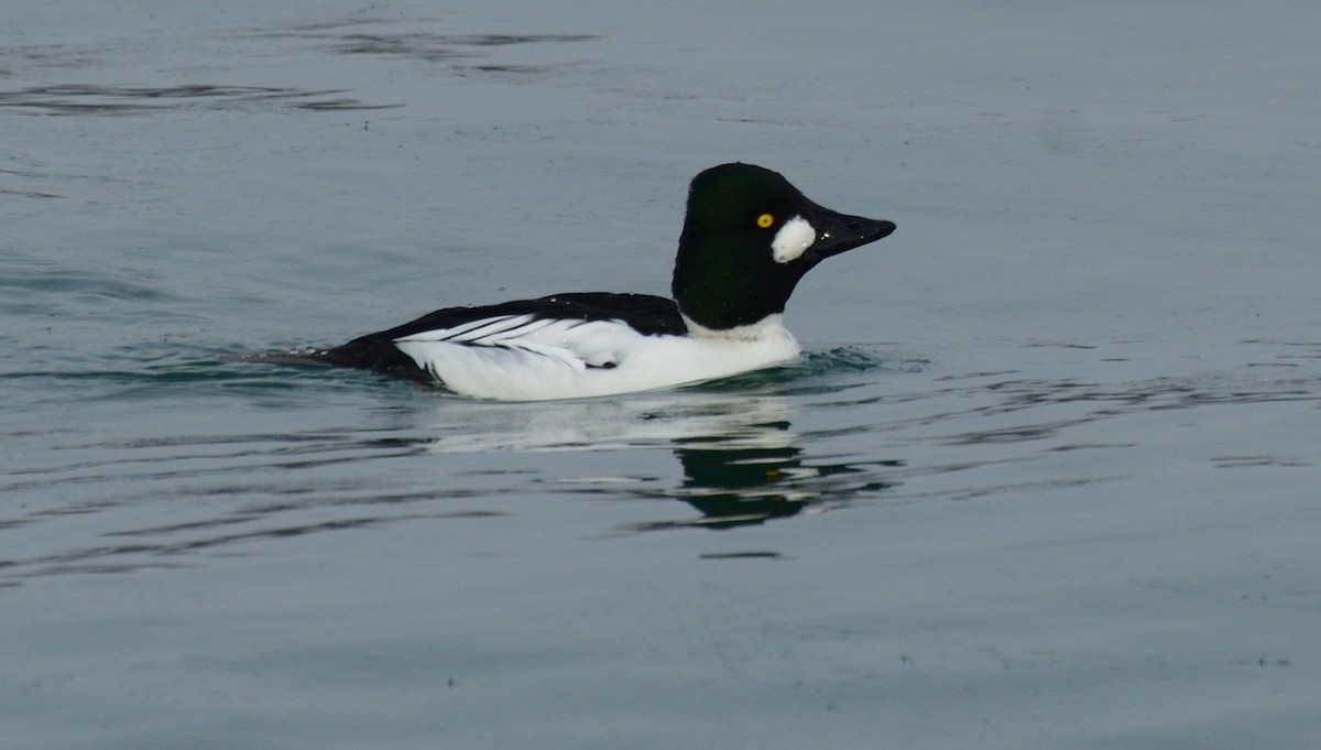 Common Goldeneye - ML80238501