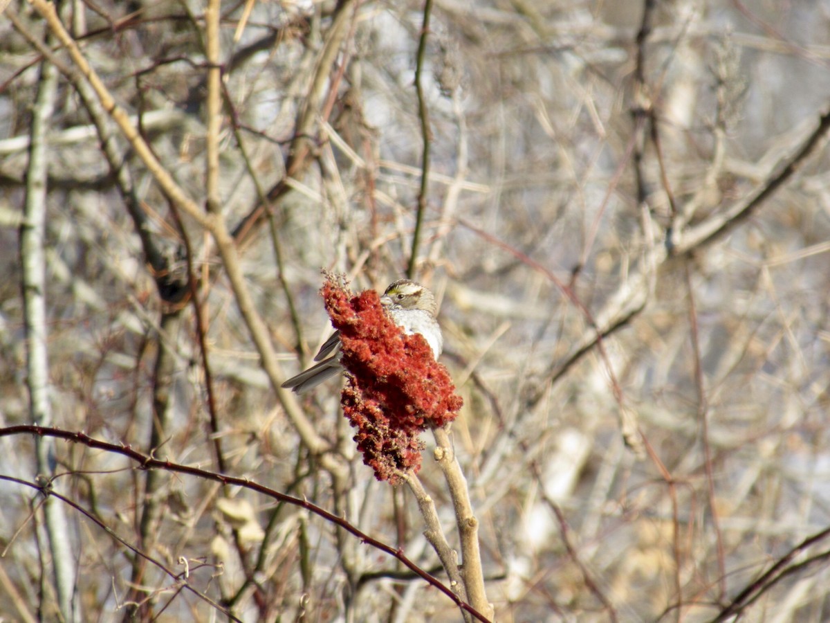 hvitstrupespurv - ML80240101