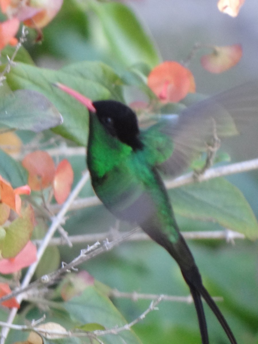 Red-billed Streamertail - Catherine McFadden