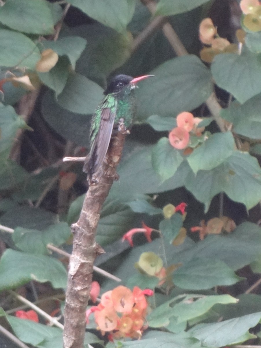 Colibri à tête noire - ML80242981