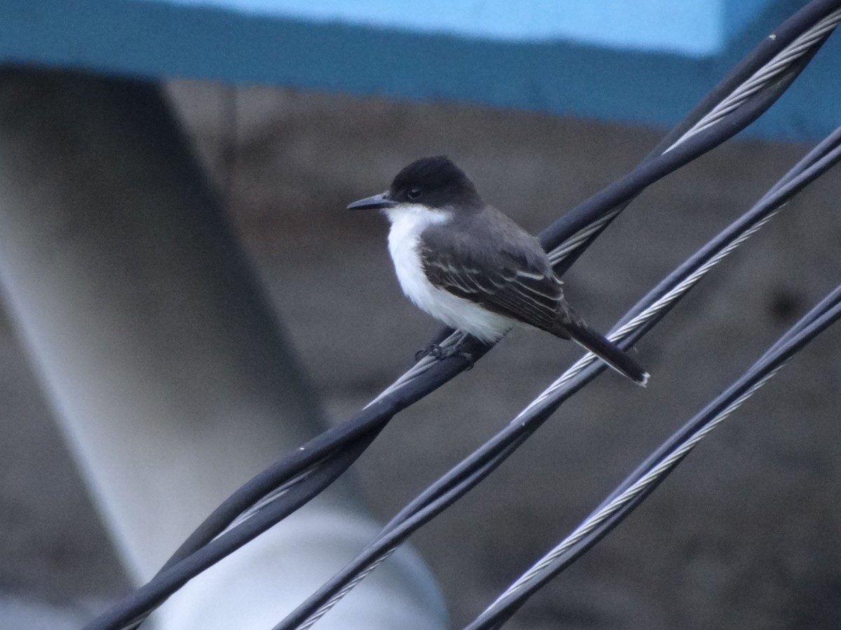 Loggerhead Kingbird - ML80243111