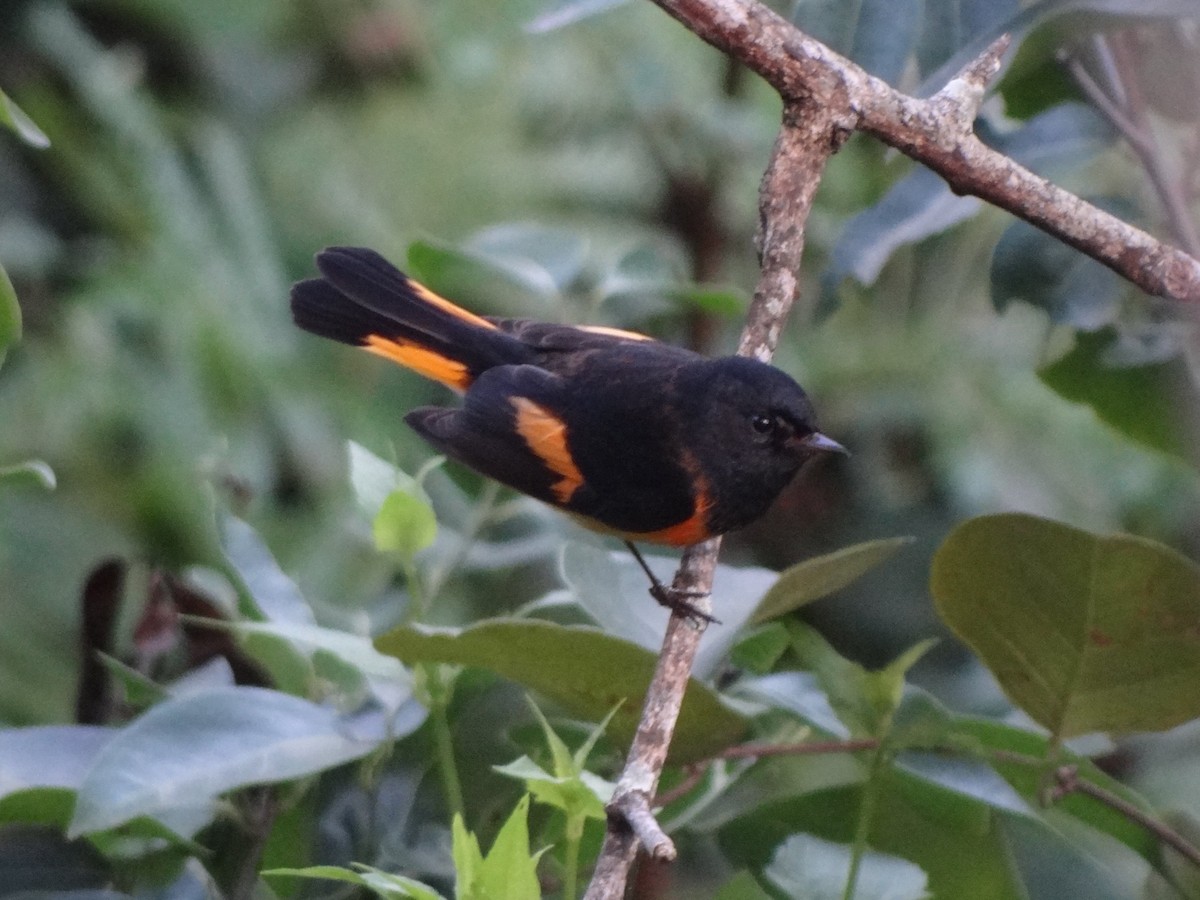 American Redstart - Catherine McFadden