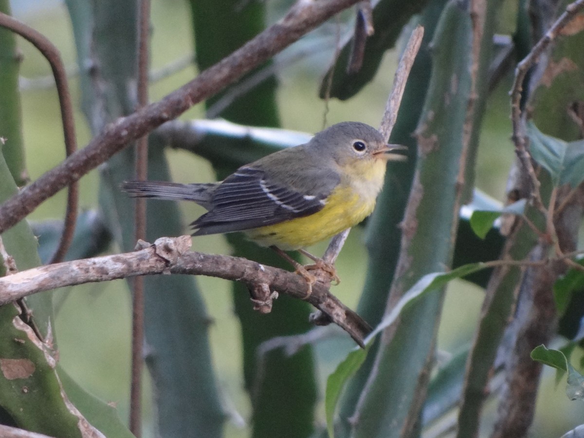 Magnolia Warbler - ML80243241