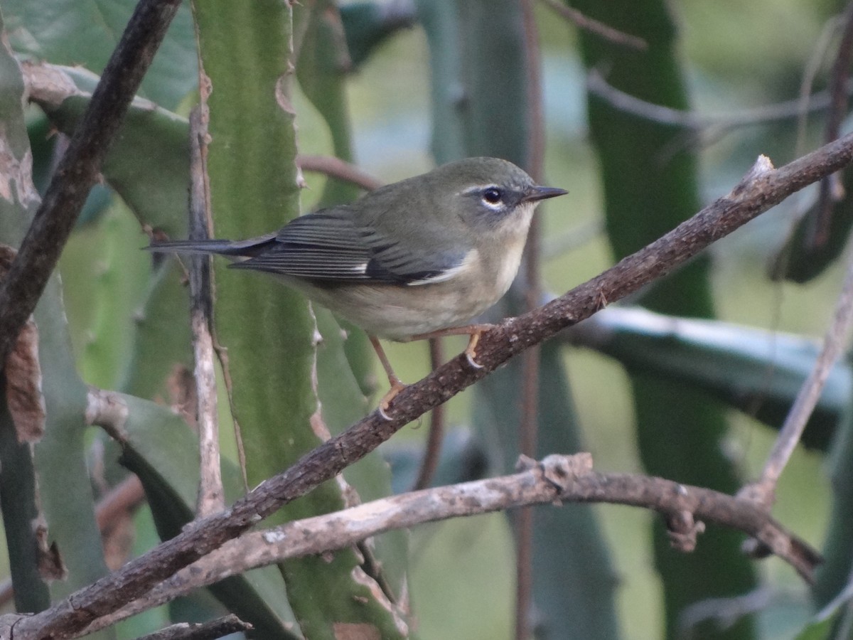 Black-throated Blue Warbler - ML80243371