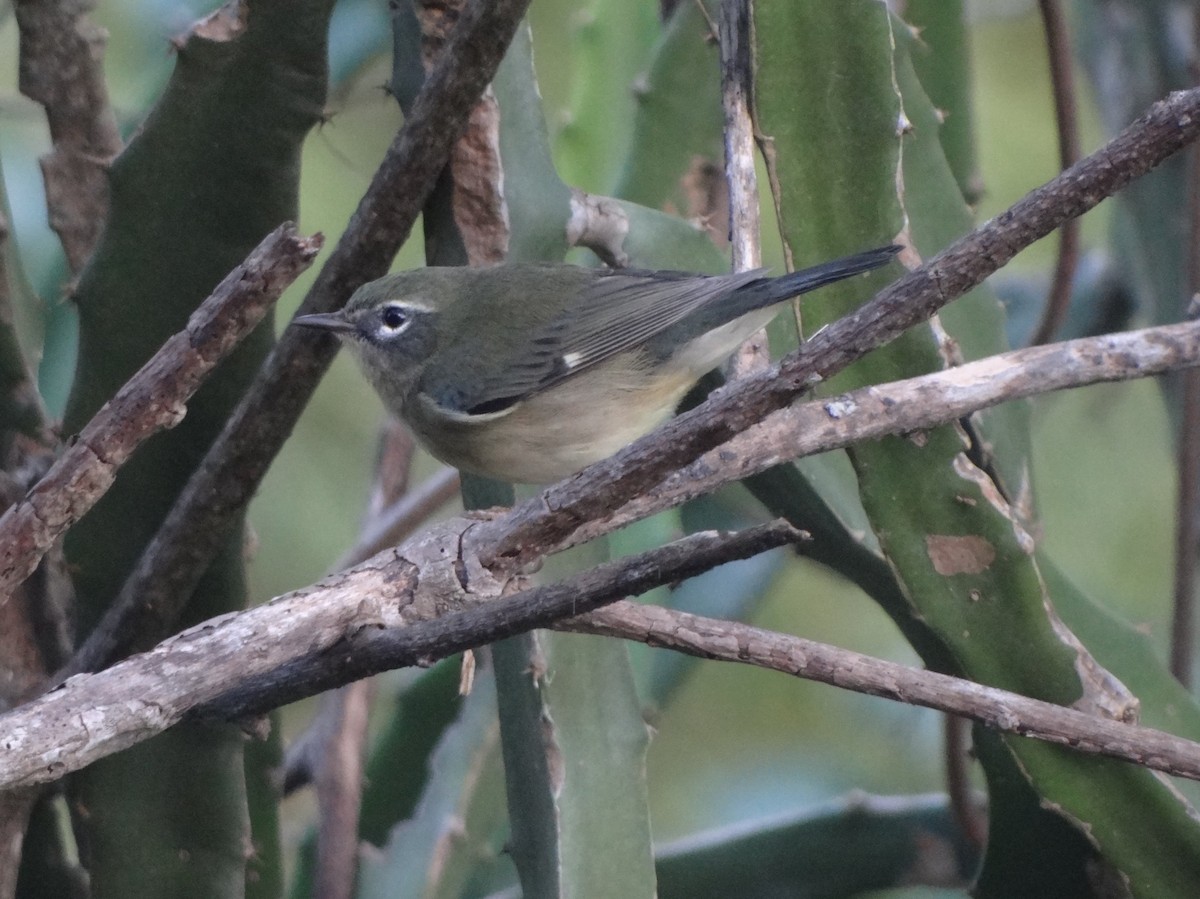 Paruline bleue - ML80243451