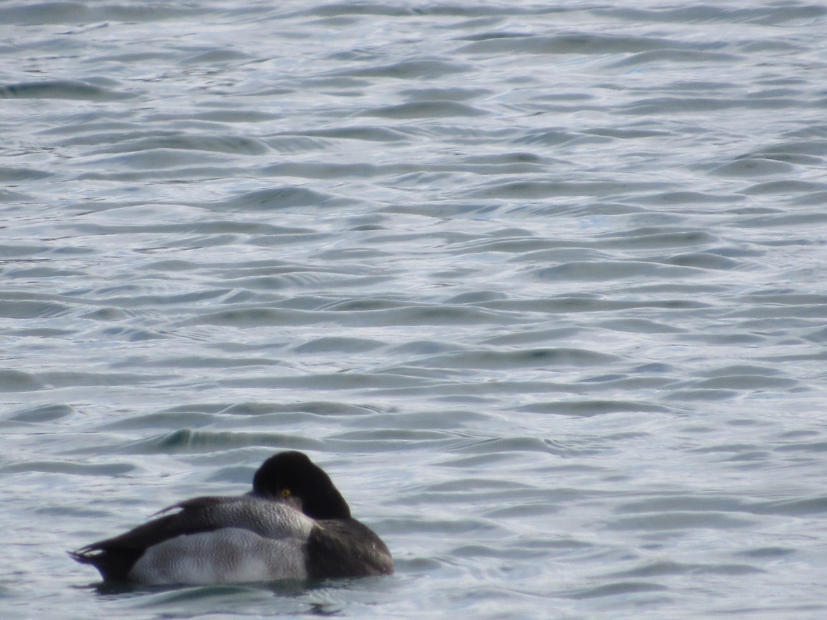 Greater Scaup - ML80244031
