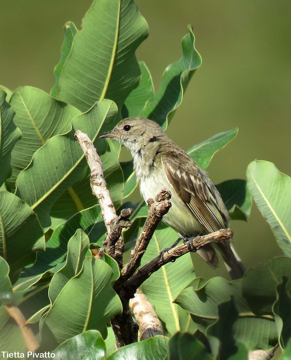 Lesser Elaenia - ML80244441