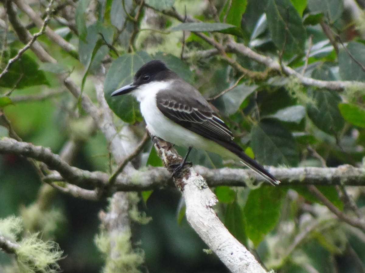 Loggerhead Kingbird - Catherine McFadden