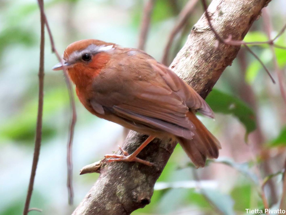 Rufous Gnateater - ML80245181