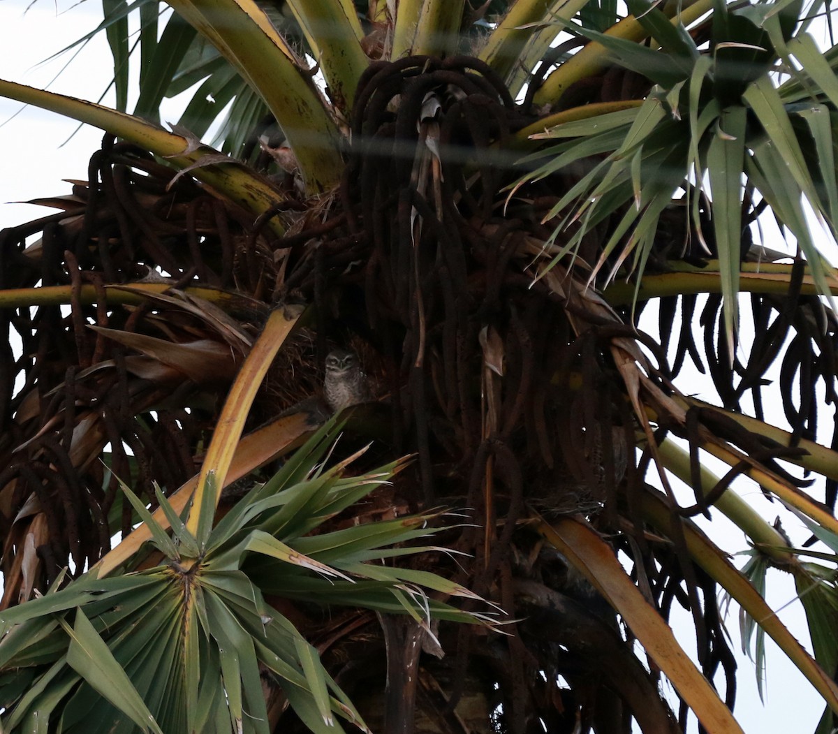 Spotted Owlet - ML80246211