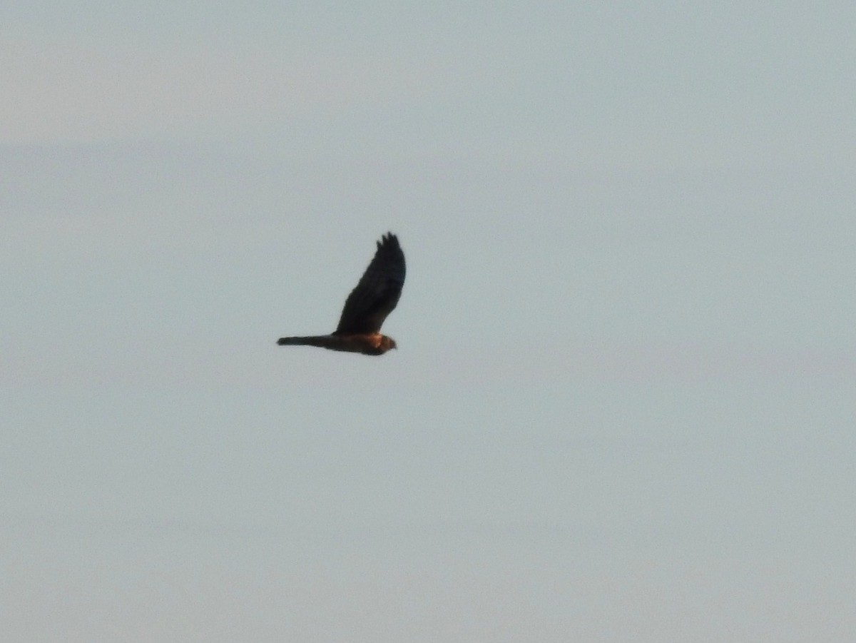 Northern Harrier - ML80248361