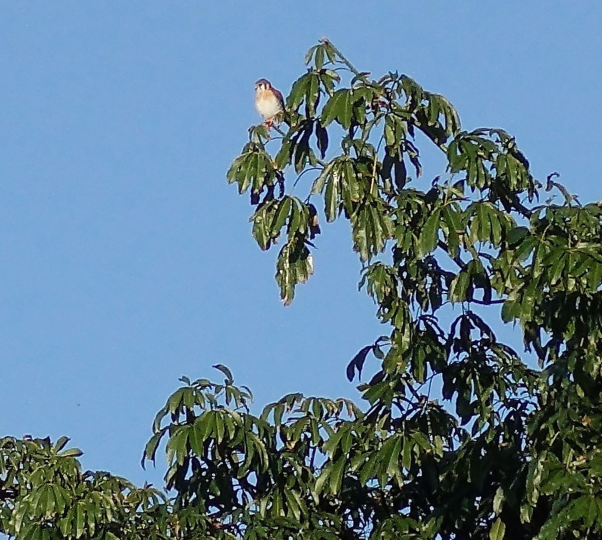 American Kestrel - ML80248531