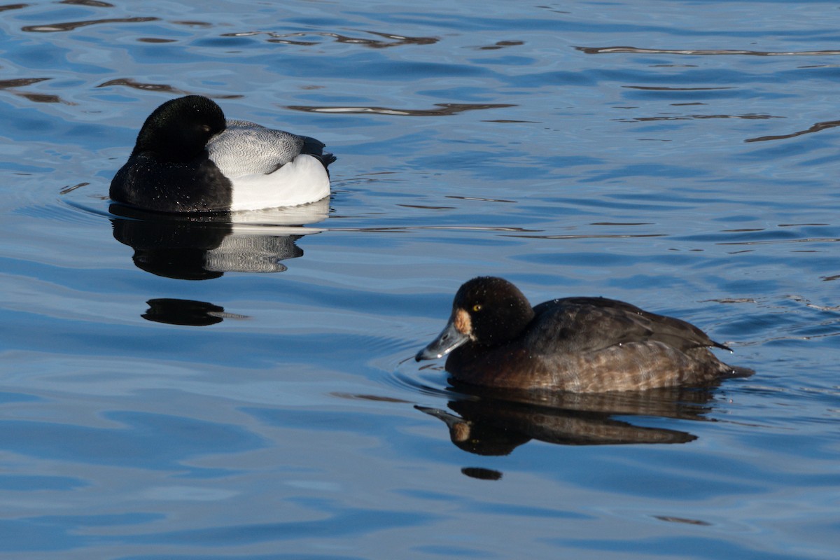 Greater Scaup - ML80249321