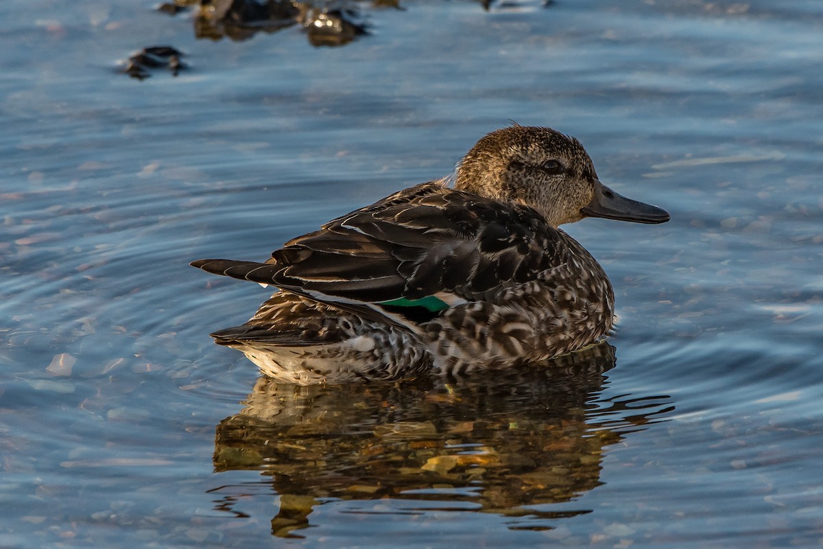 Green-winged Teal - ML80249931