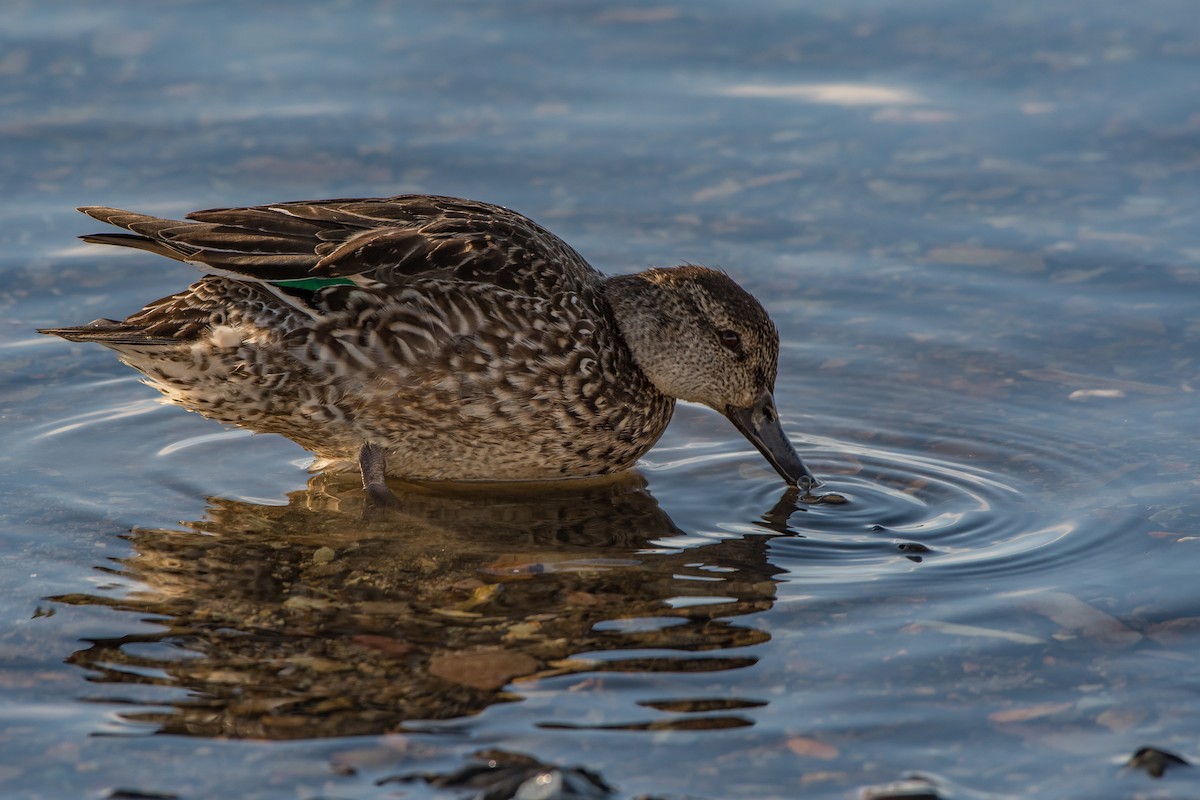Green-winged Teal - ML80250091