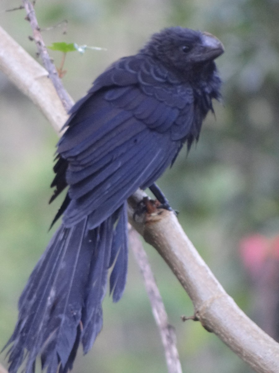 Smooth-billed Ani - ML80251231