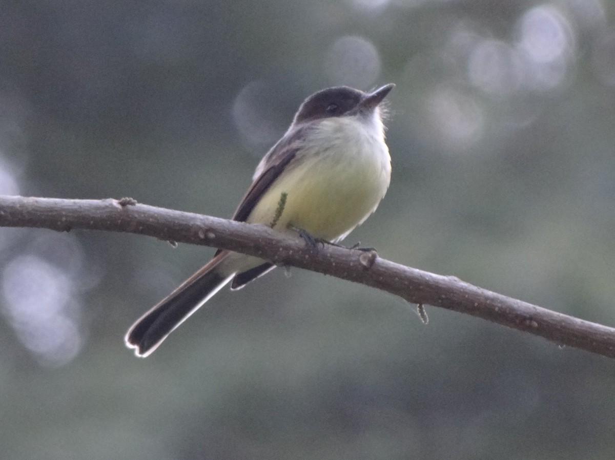 Sad Flycatcher - ML80251291