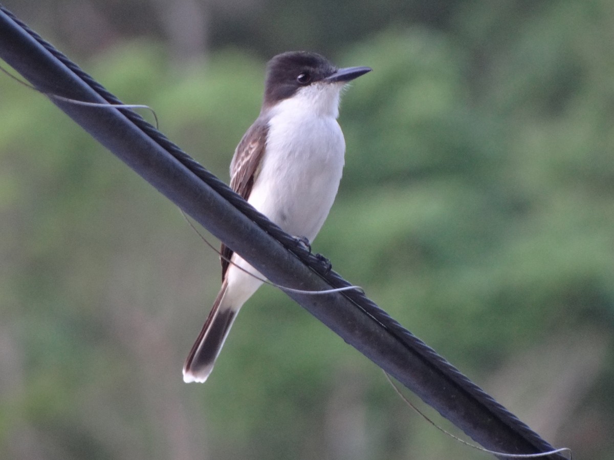 Loggerhead Kingbird - ML80251331