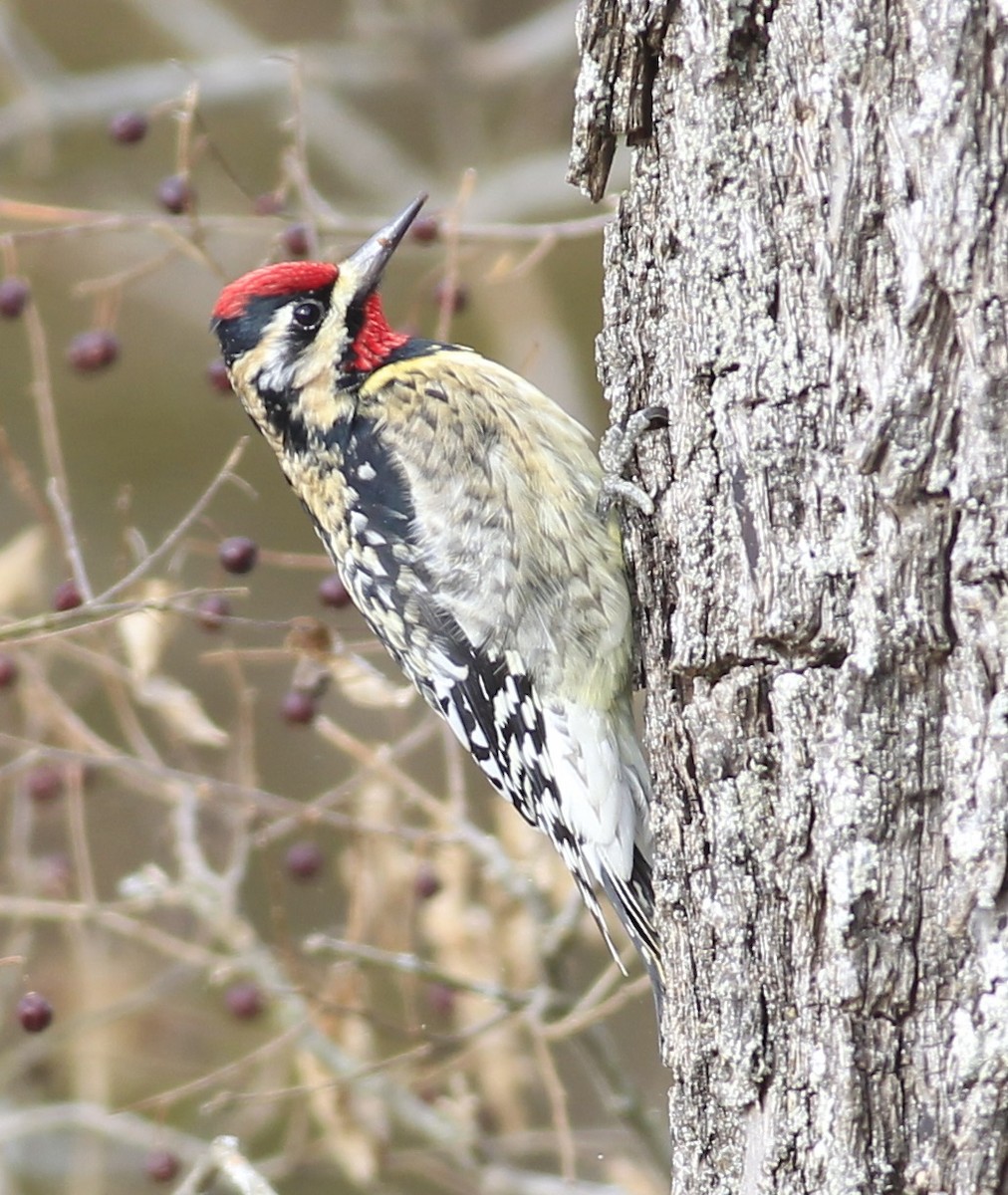 Yellow-bellied Sapsucker - ML80252471