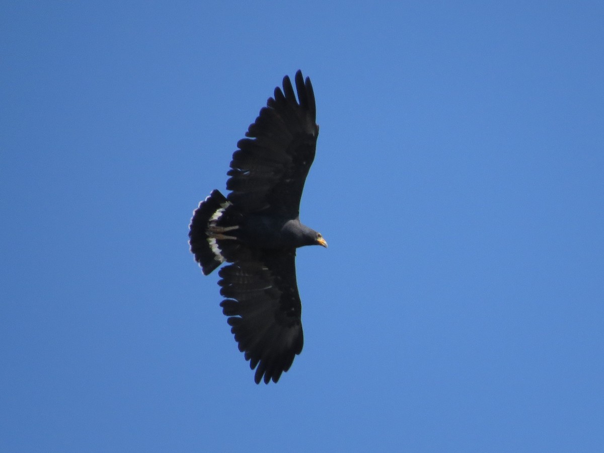 Common Black Hawk - ML80252721