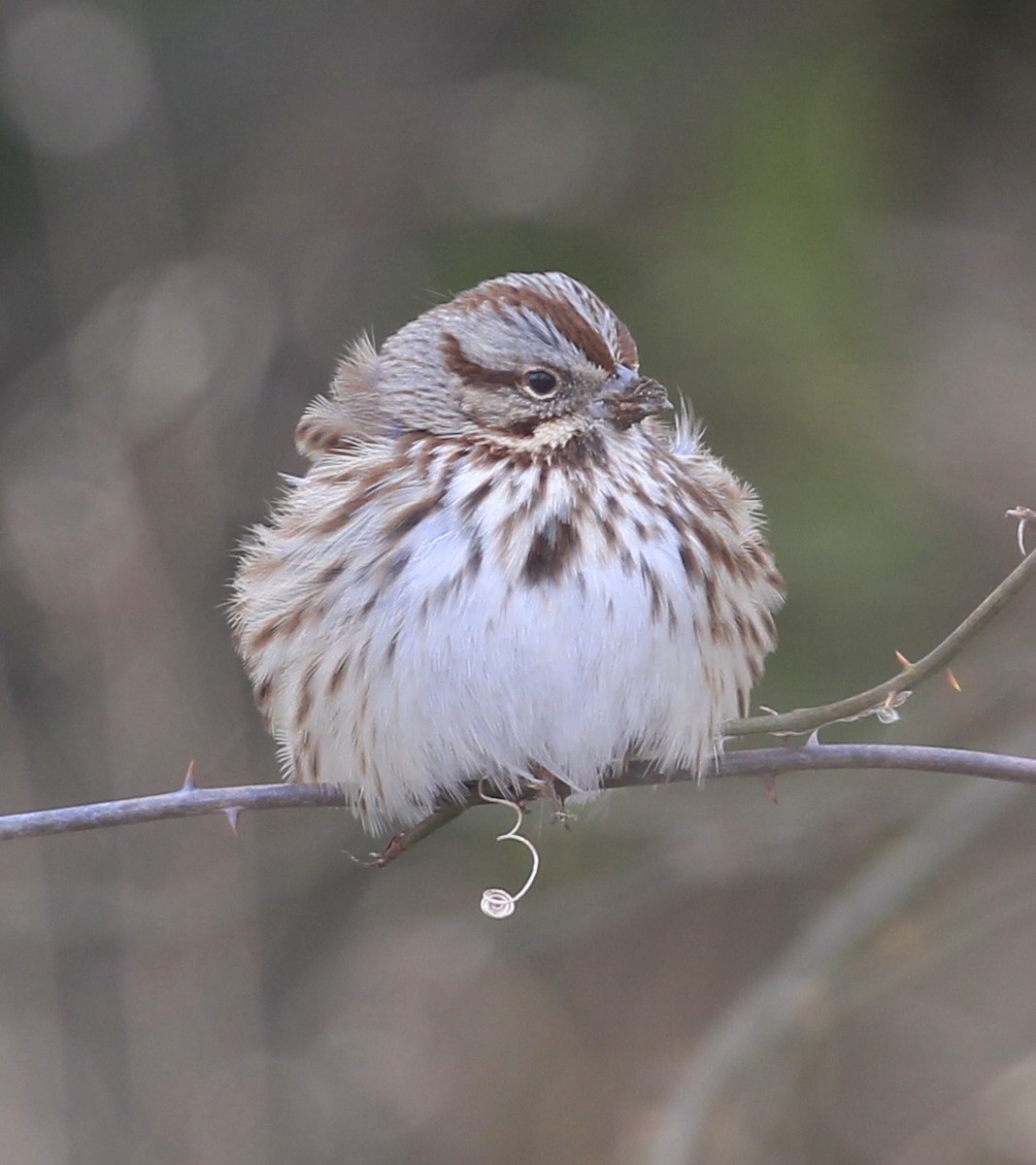 Song Sparrow - ML80252751