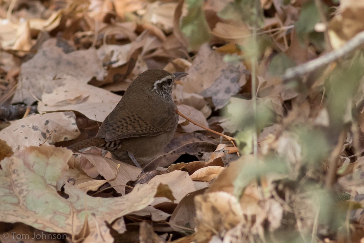 Sinaloa Wren - Tom Johnson