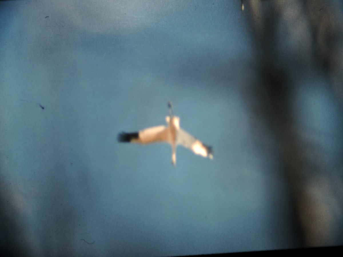 Whooping Crane - ML80255061