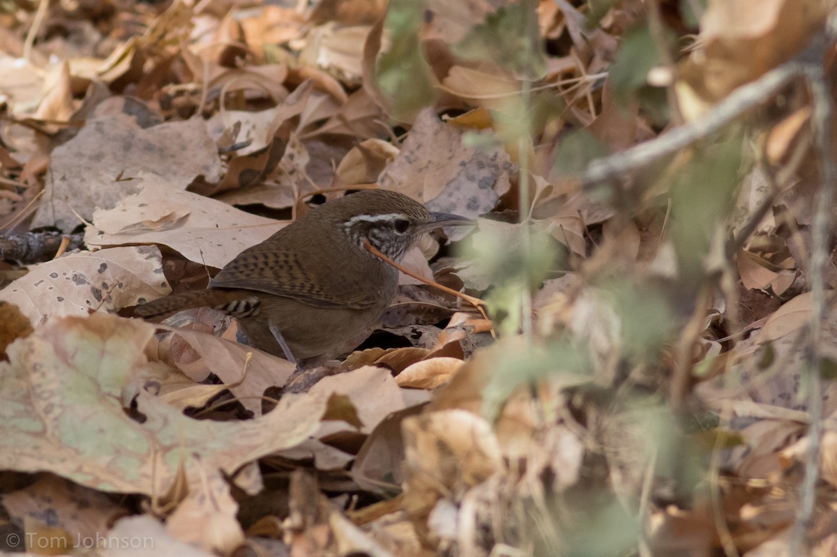 Sinaloa Wren - Tom Johnson