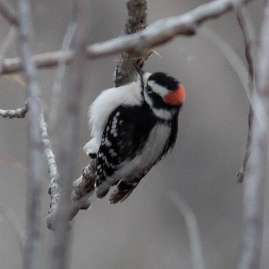 Downy Woodpecker - ML80255171