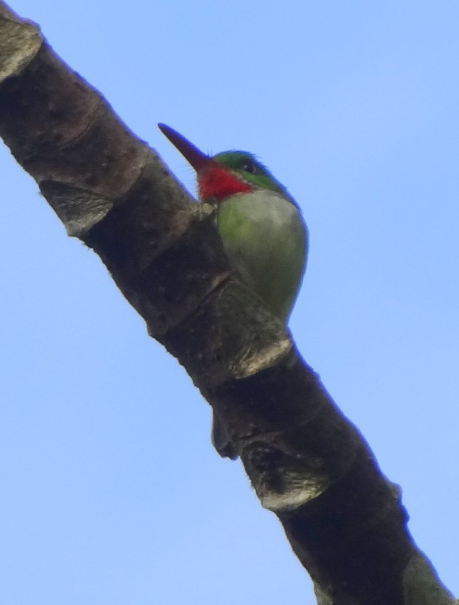 Jamaican Tody - ML80259121