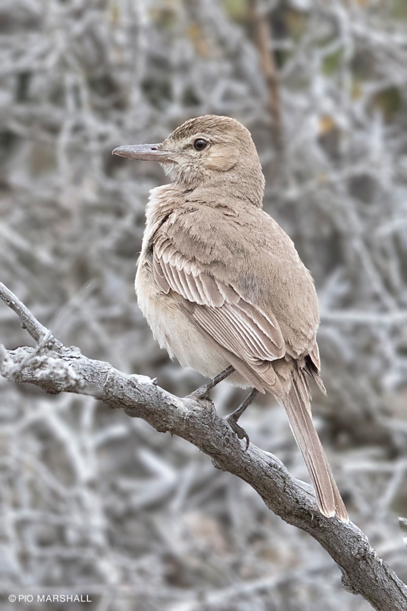 Gray-bellied Shrike-Tyrant (micropterus) - Pio Marshall