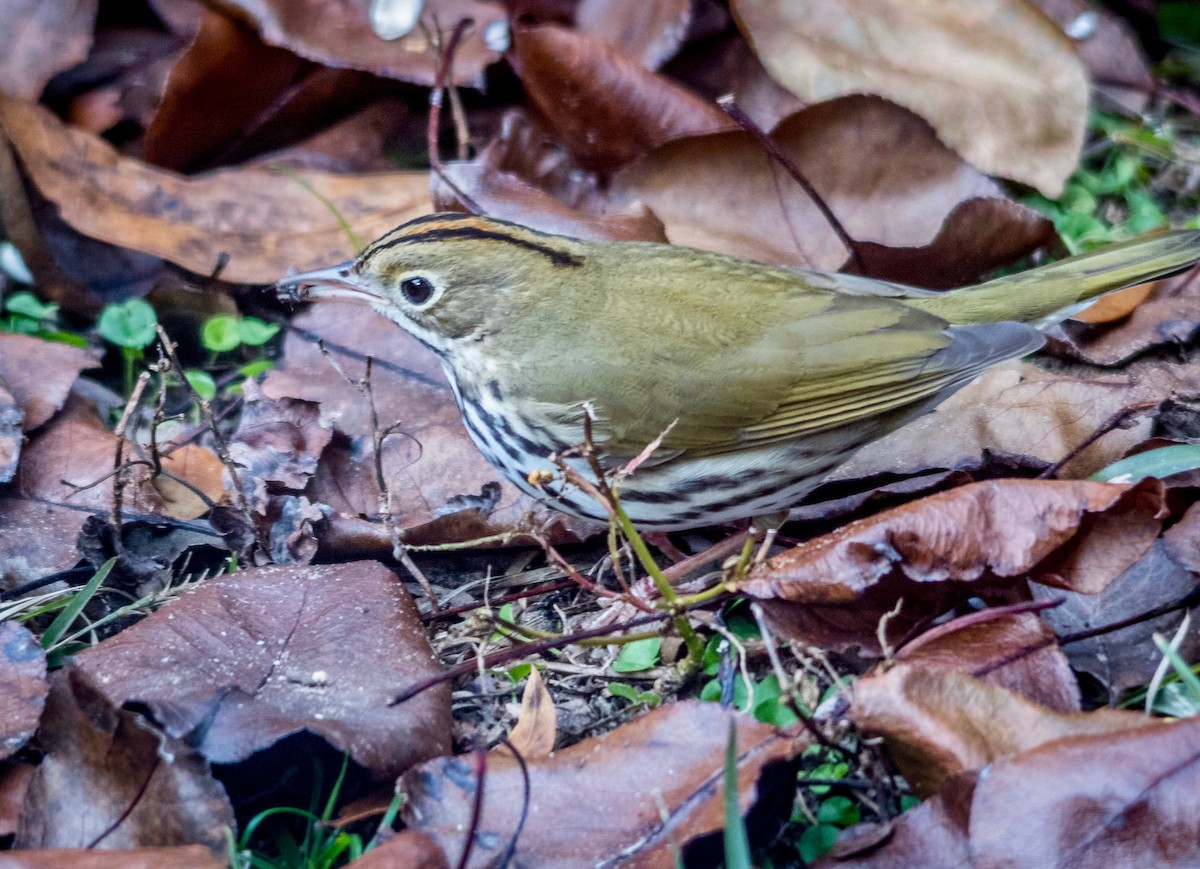 Ovenbird - Jeff Kidd