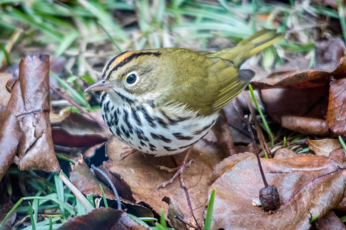 Ovenbird - Jeff Kidd