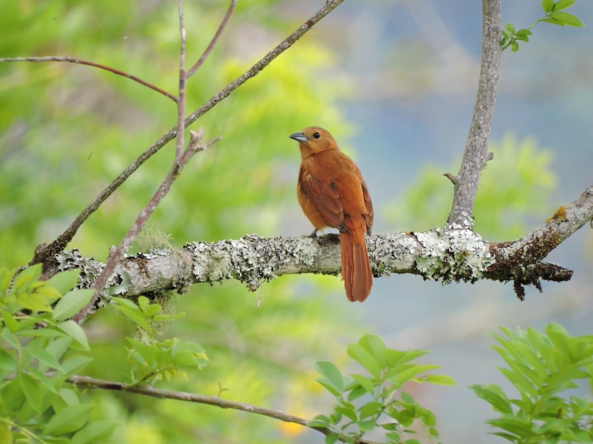 White-lined Tanager - ML80260431