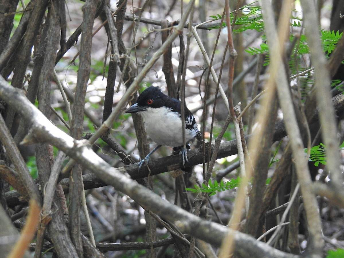 Great Antshrike - Spencer Follett