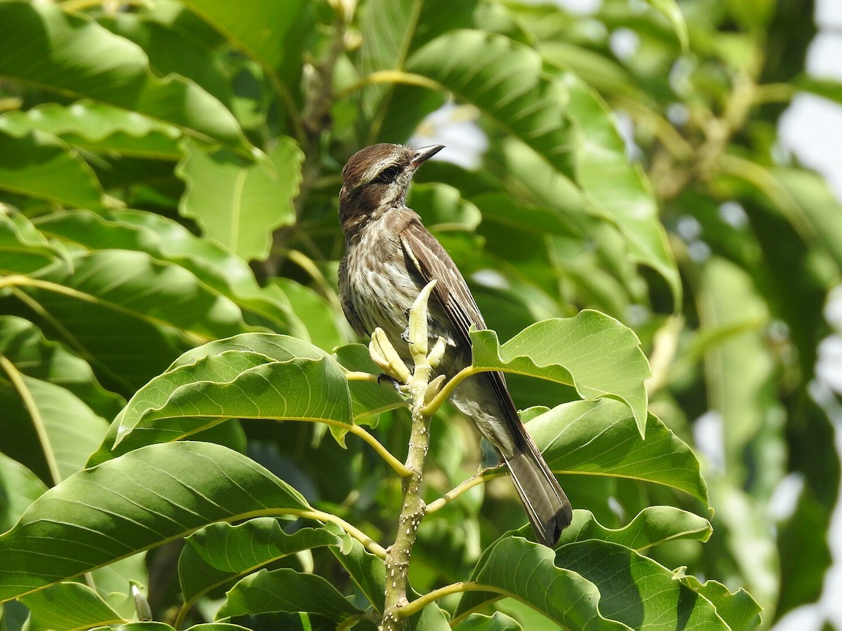 Variegated Flycatcher - ML80260791