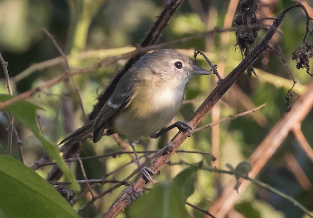 Bell's Vireo - ML80260821
