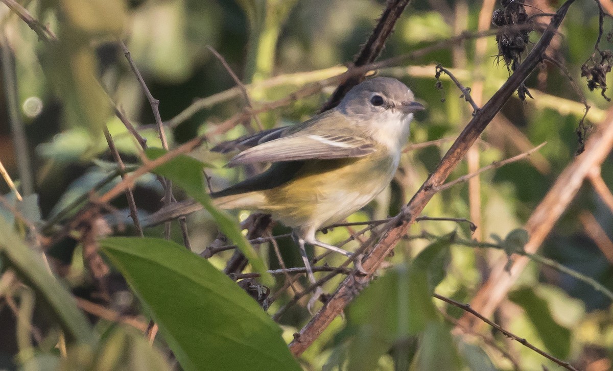 Bell's Vireo - ML80260911