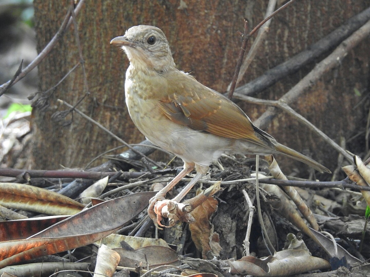 Pale-breasted Thrush - ML80261051