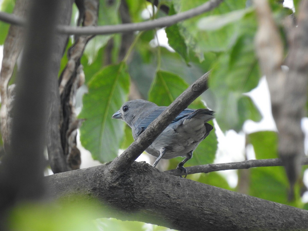 Sayaca Tanager - ML80261131