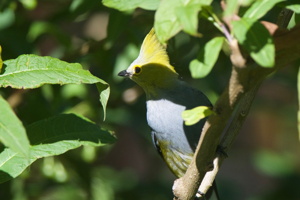 Long-tailed Silky-flycatcher - ML80262711