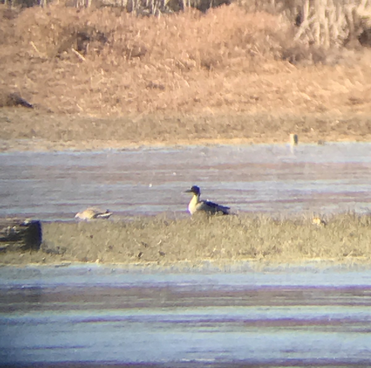 Northern Pintail - ML80263701