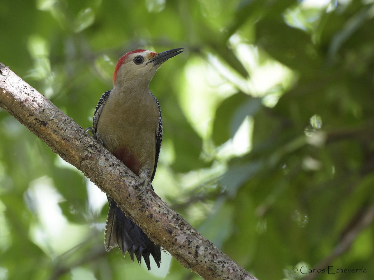 Golden-fronted Woodpecker - Carlos Echeverría