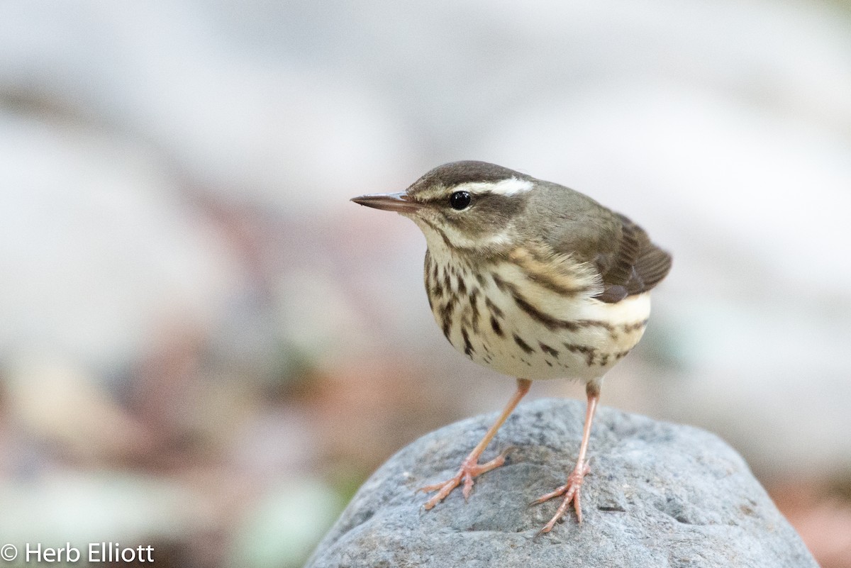 Louisiana Waterthrush - ML80265391