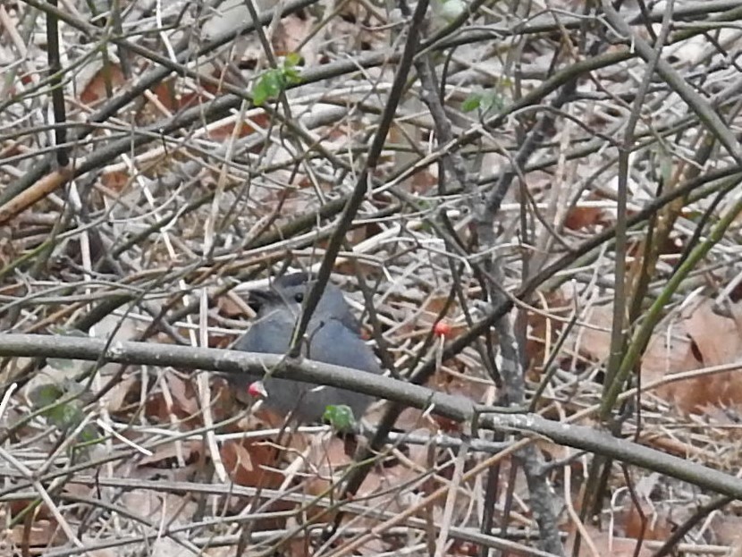 Gray Catbird - ML80267061