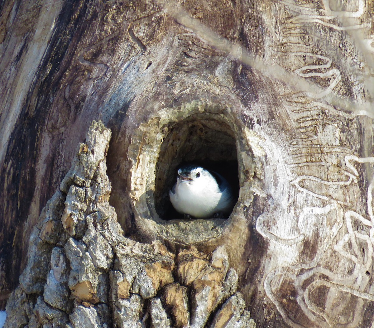 White-breasted Nuthatch - ML80267851